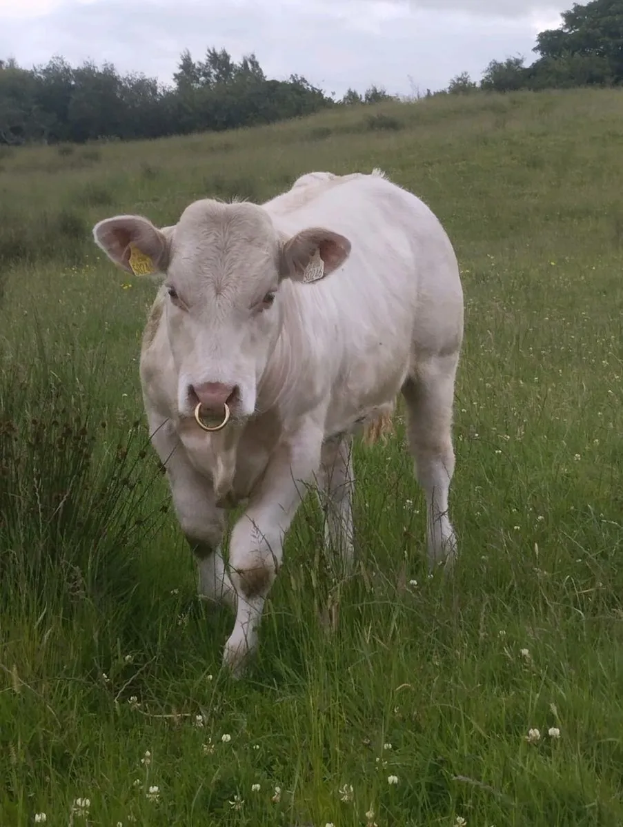 PBR Char Bull - AI bred Socks ET - Image 1