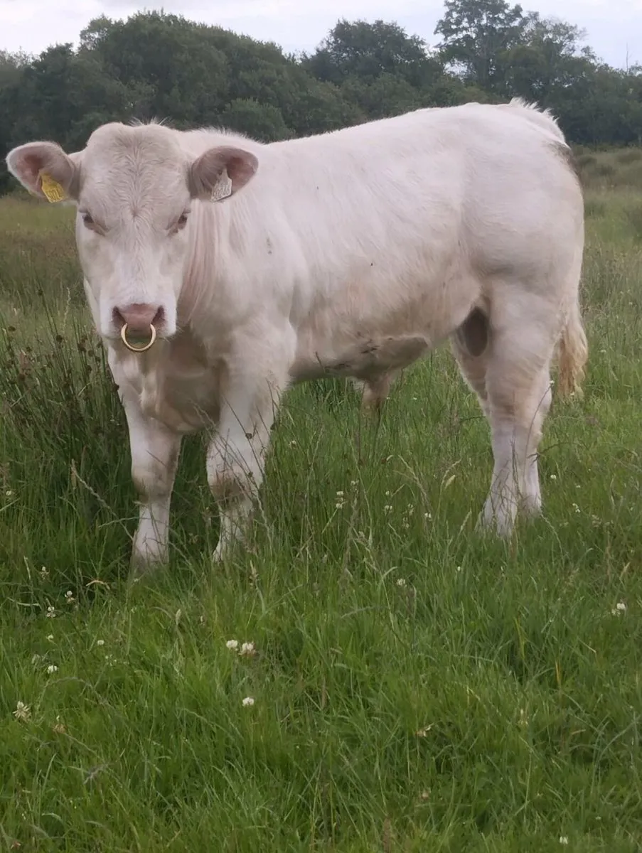 PBR Char Bull - AI bred Socks ET - Image 4