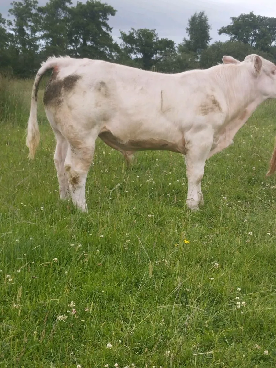 PBR Char Bull - AI bred Socks ET - Image 2
