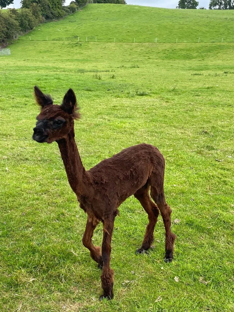 Young Male Alpaca - Image 1