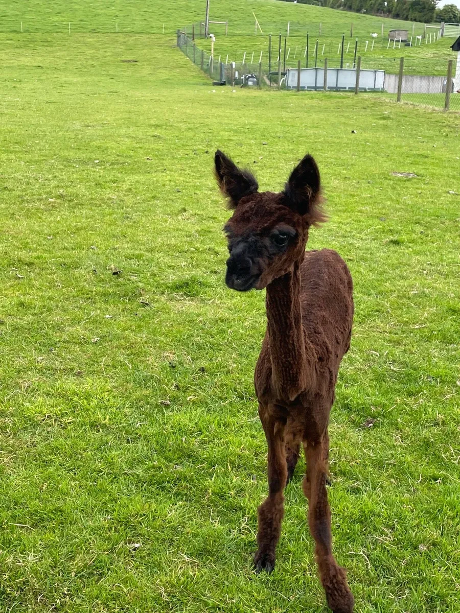 Young Male Alpaca - Image 2