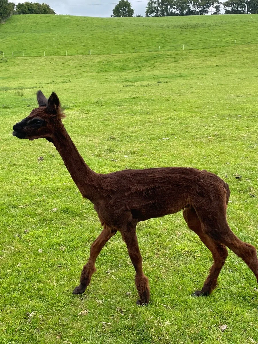 Young Male Alpaca - Image 3