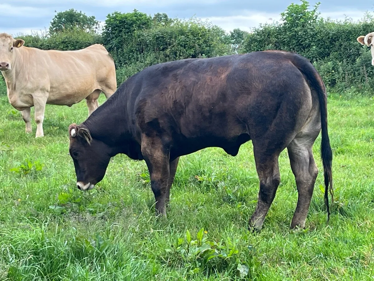 Heifer - Image 1