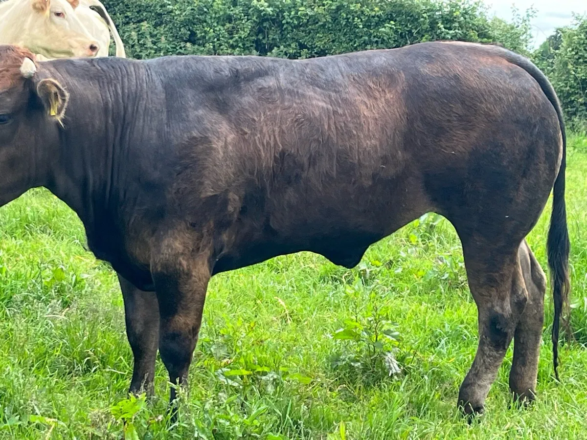 Heifer - Image 2