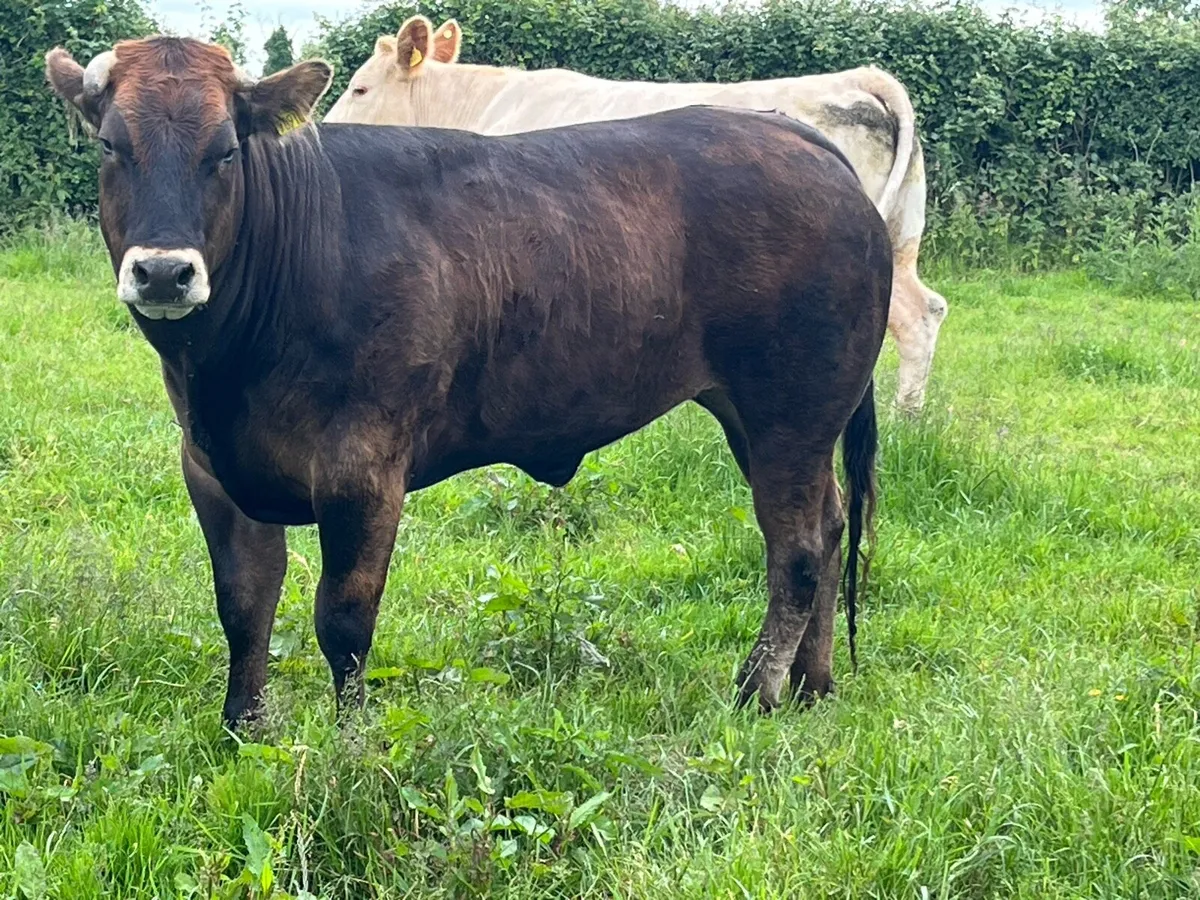 Heifer - Image 3