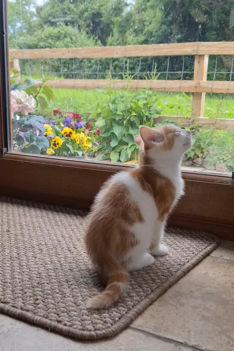 Kitten - Image 1