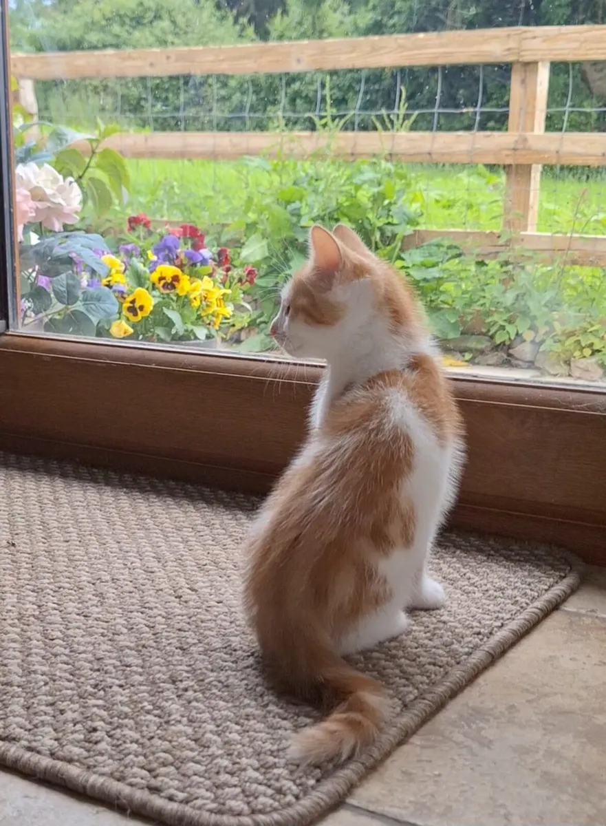 Kitten - Image 2