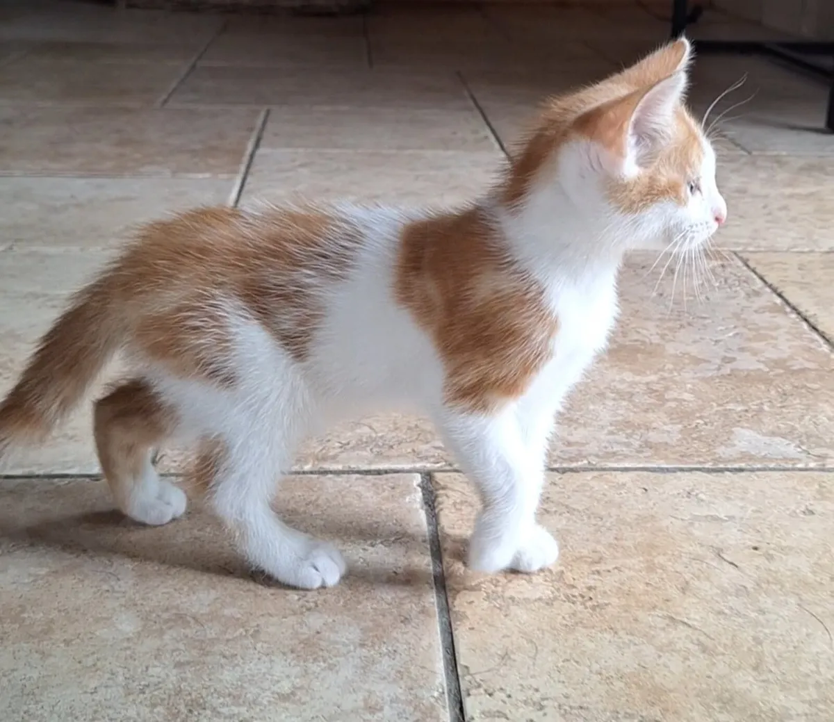 Kitten - Image 3