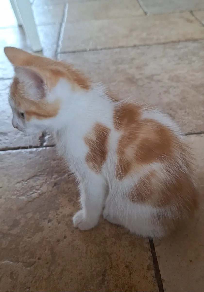 Kitten - Image 4