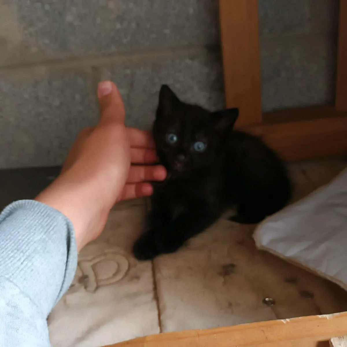 2 kittens - Image 1