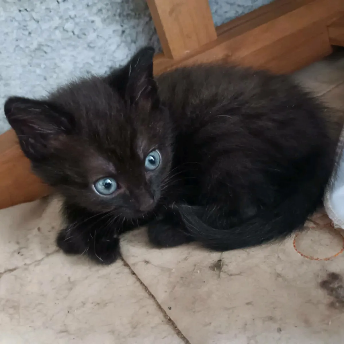 2 kittens - Image 2