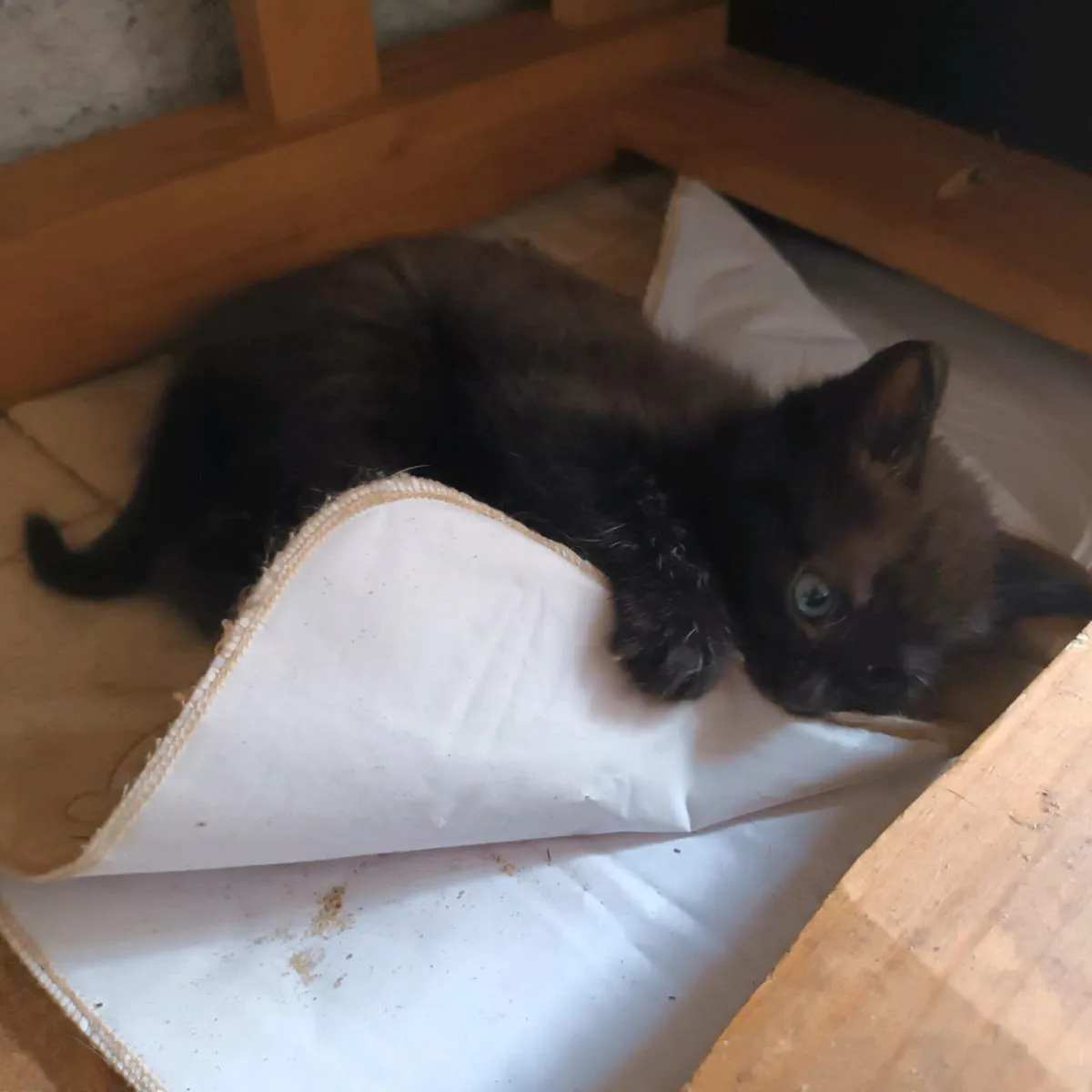 2 kittens - Image 3
