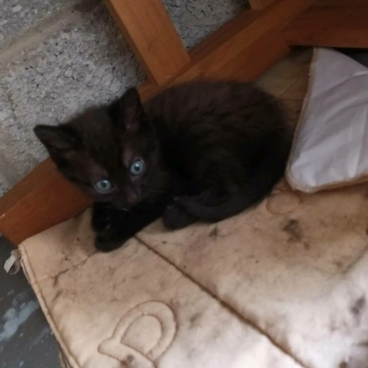 2 kittens - Image 4