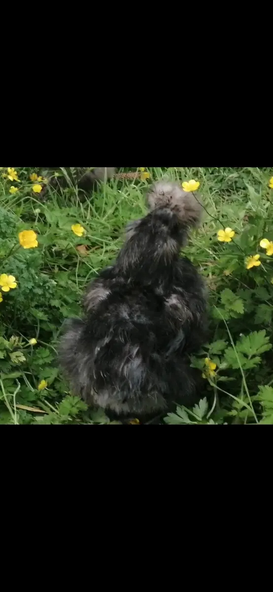Quality Silkies, Polish - Image 2