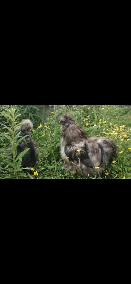 Quality Silkies, Polish - Image 3