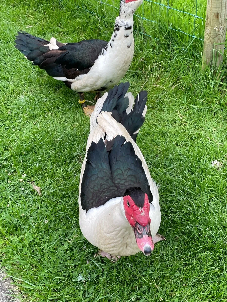 Ducks - Image 1