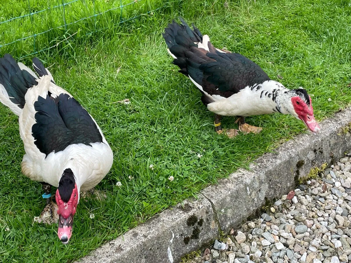 Ducks - Image 2