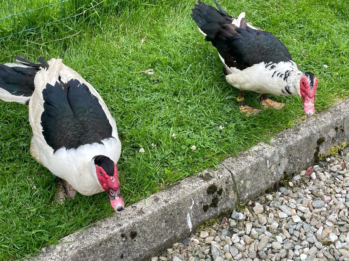 Ducks - Image 3
