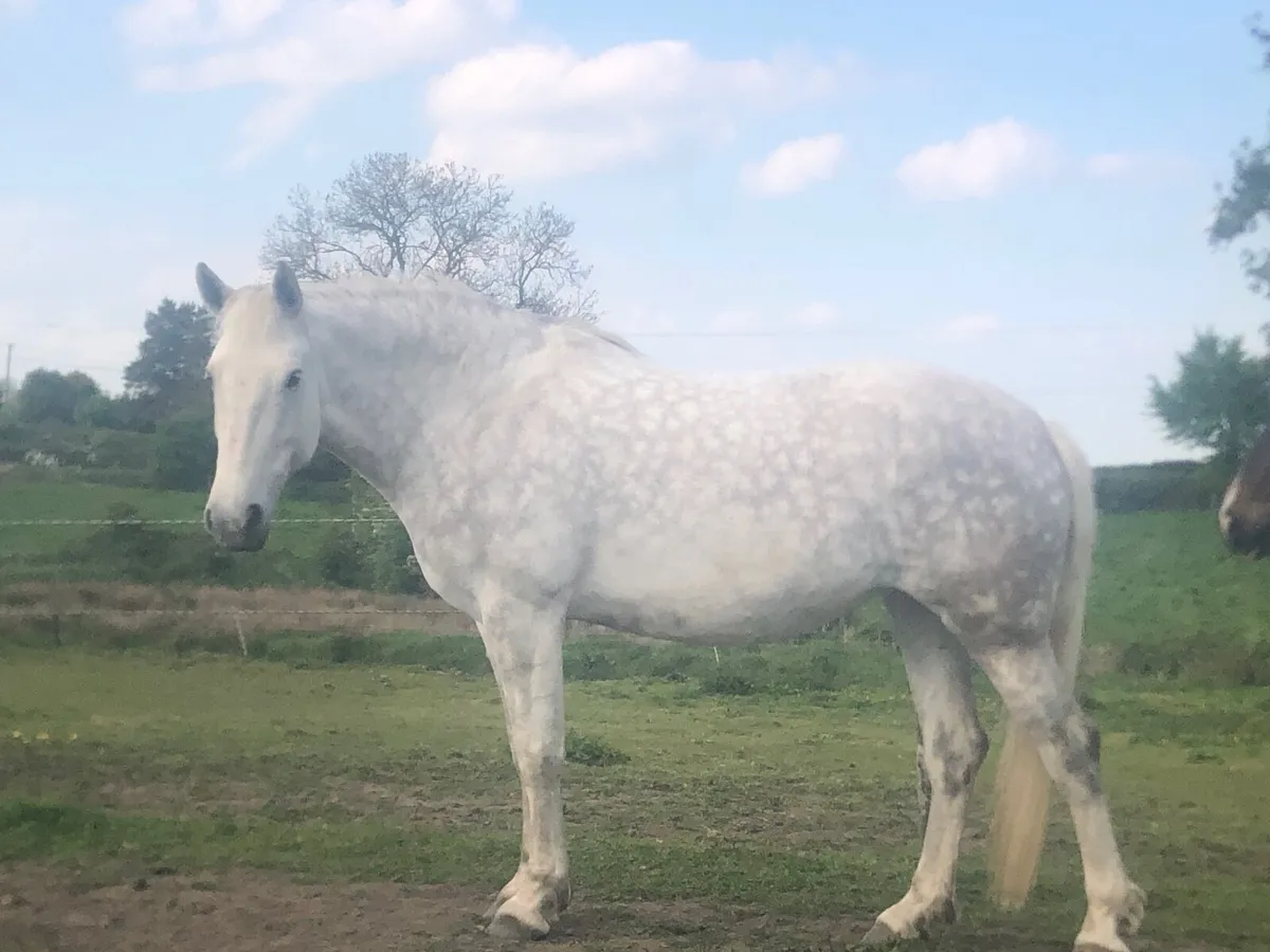 Irish Draught mare in foal - Image 1
