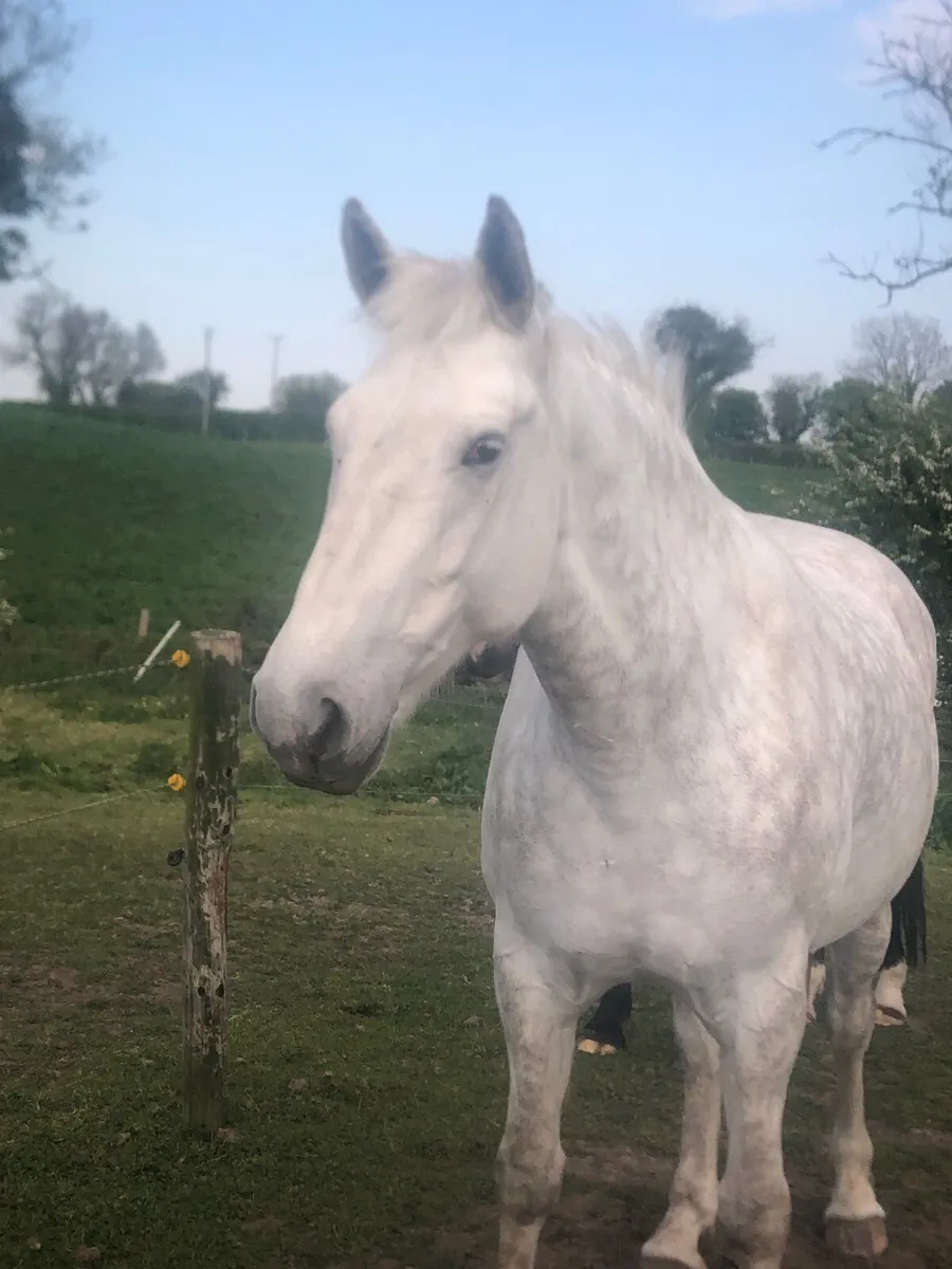 Irish Draught mare in foal - Image 2