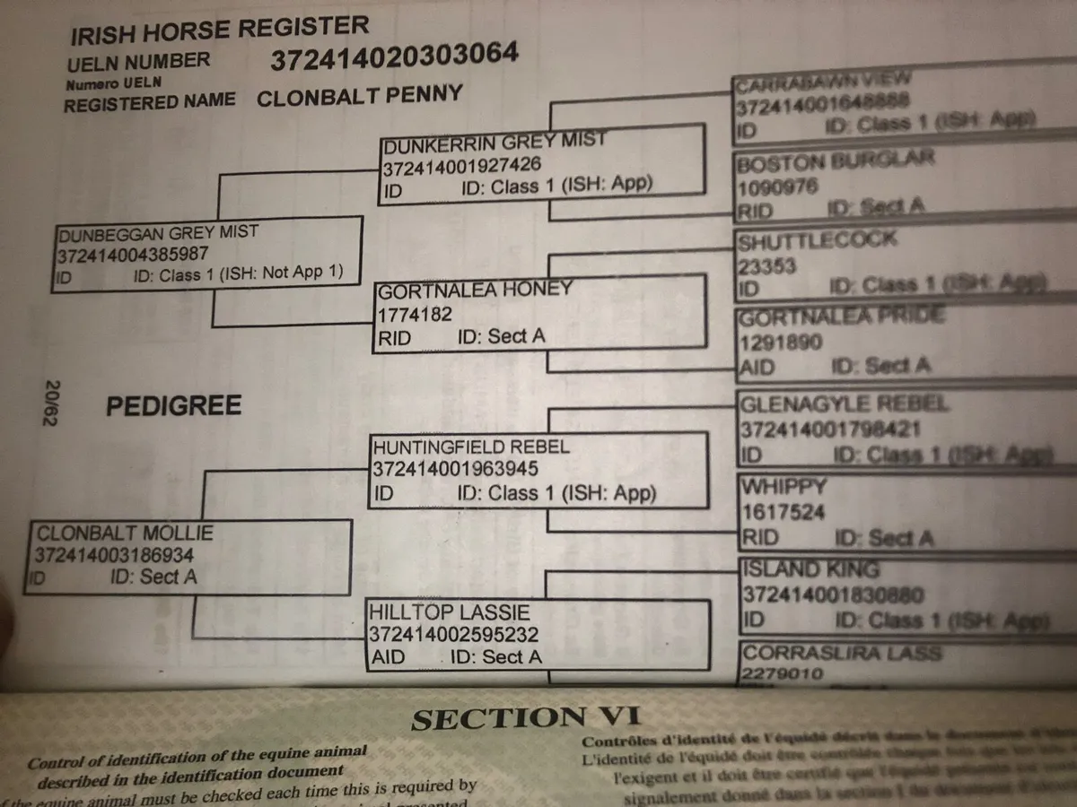 Irish Draught mare in foal - Image 3