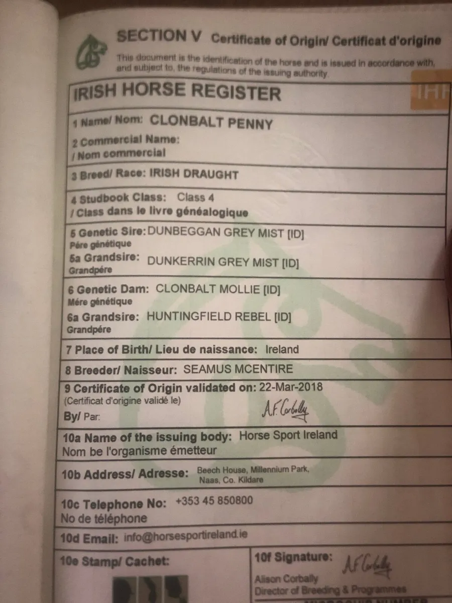 Irish Draught mare in foal - Image 4