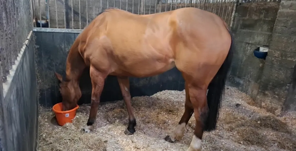 Horse - Image 1