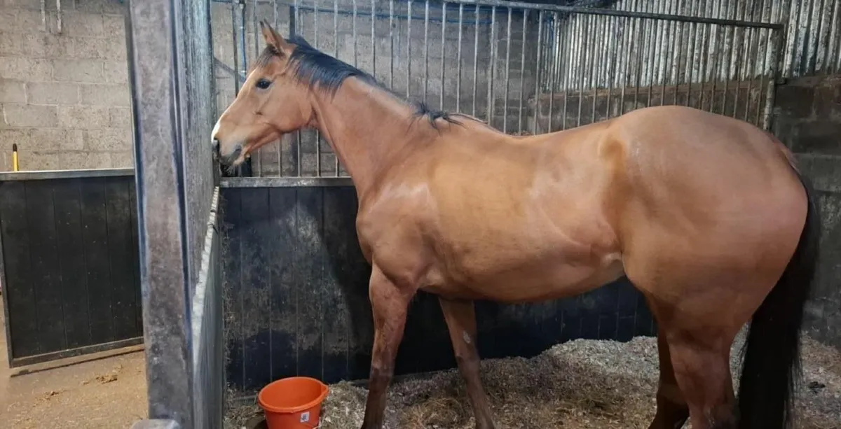 Horse - Image 2