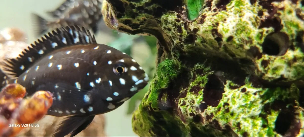 Tropheus Duboisi - Image 2