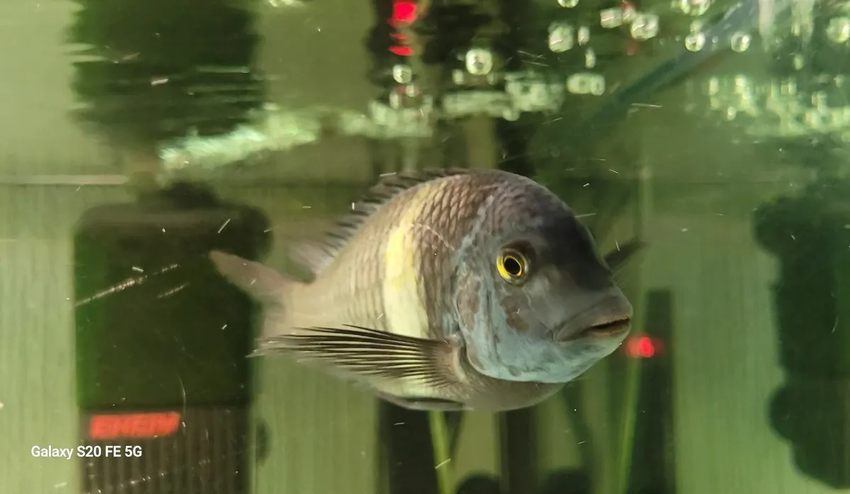 Tropheus Duboisi - Image 4