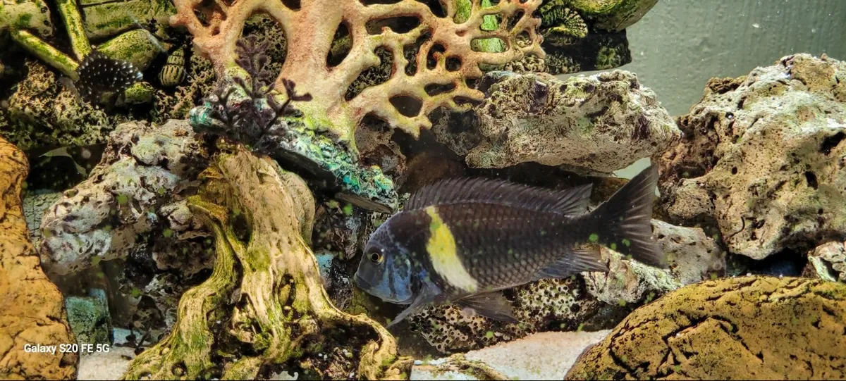 Tropheus Duboisi - Image 1