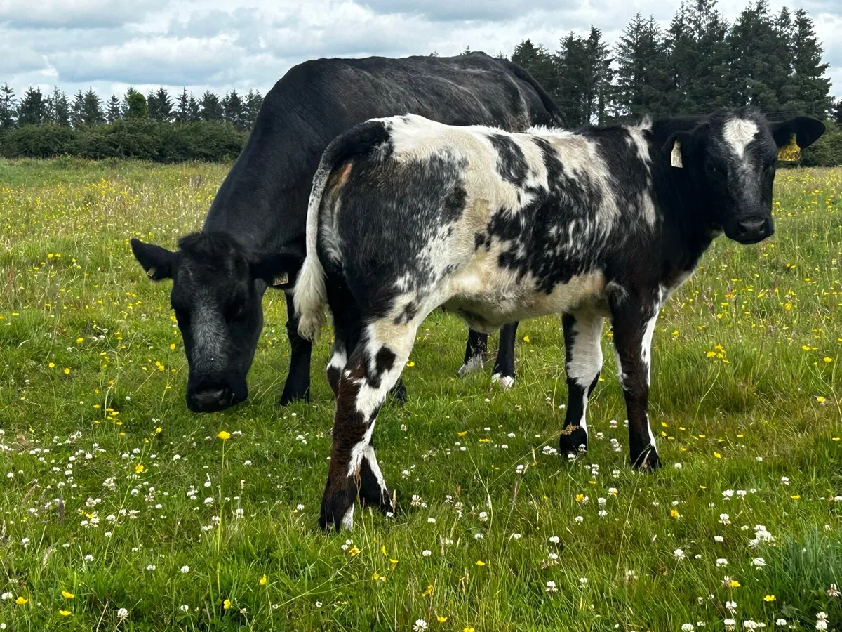 Blue Cow & Heifer Calf - Image 1