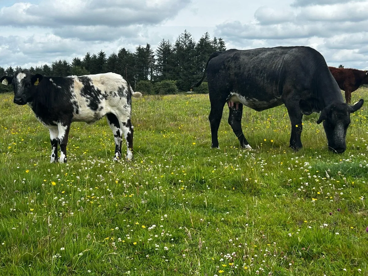 Blue Cow & Heifer Calf - Image 2