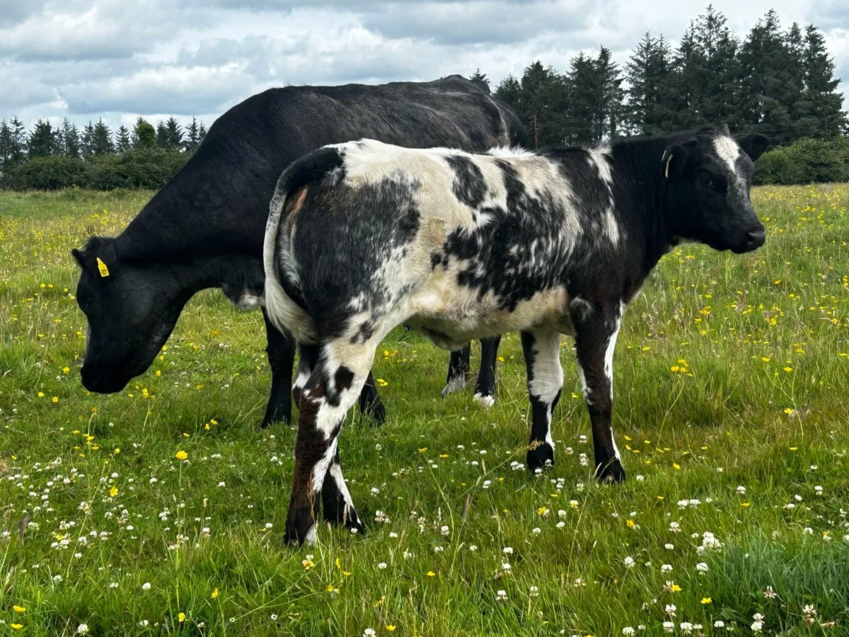 Blue Cow & Heifer Calf - Image 3