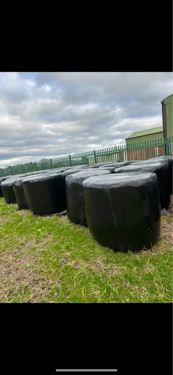 Round bales of silage