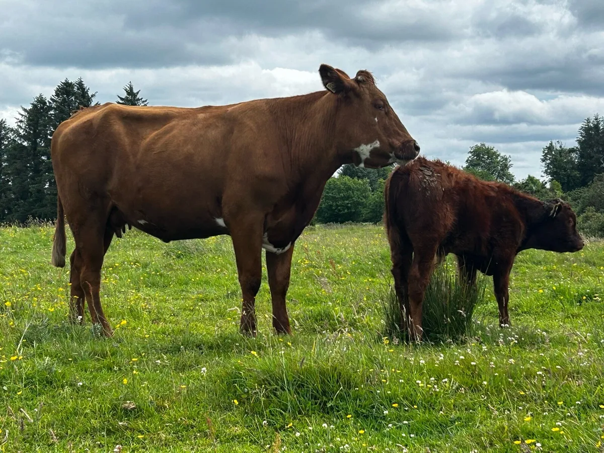 First Calver & Bull Calf - Image 2