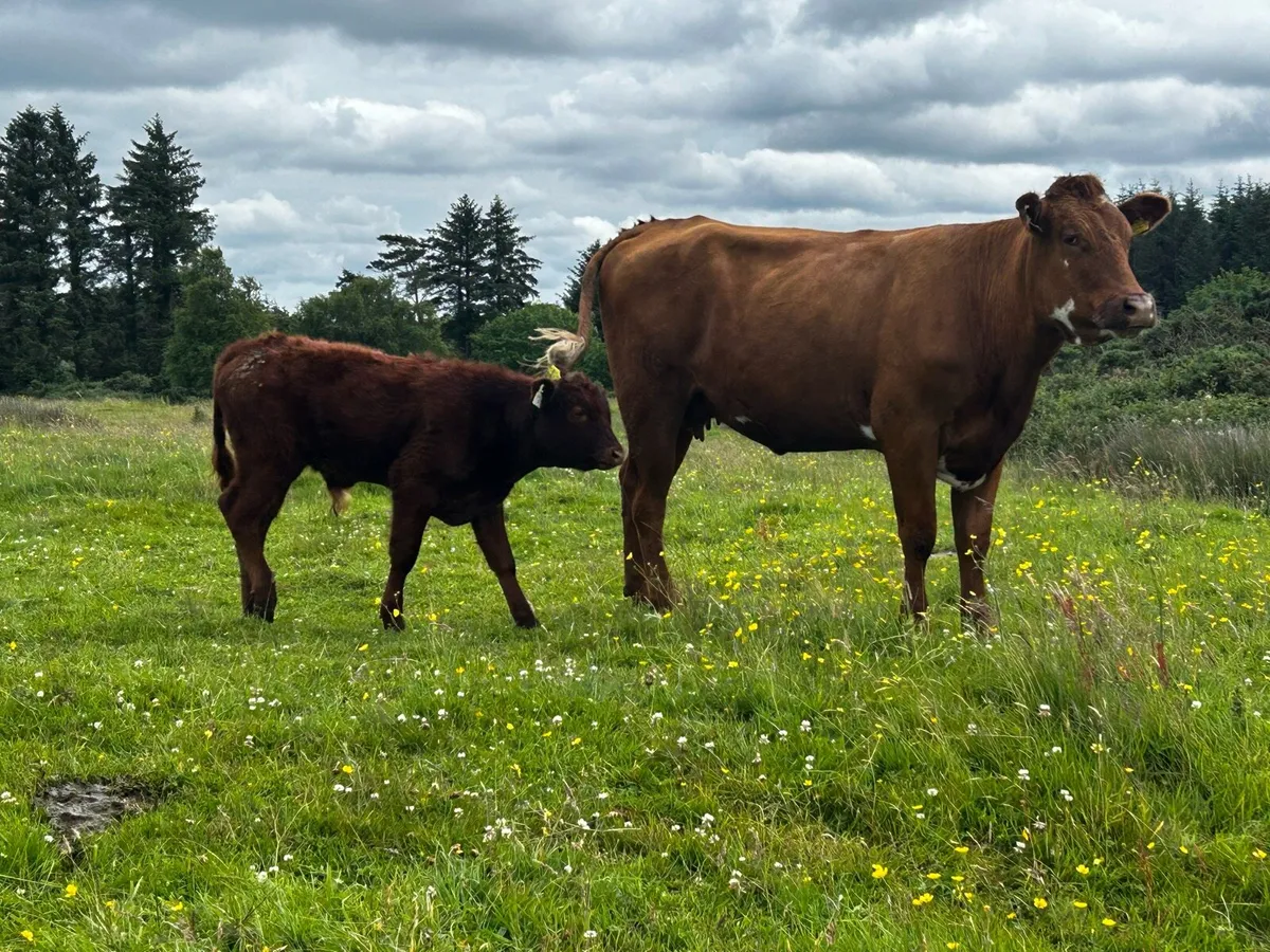 First Calver & Bull Calf - Image 4