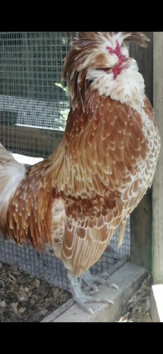Quality Silkies, Polish - Image 4