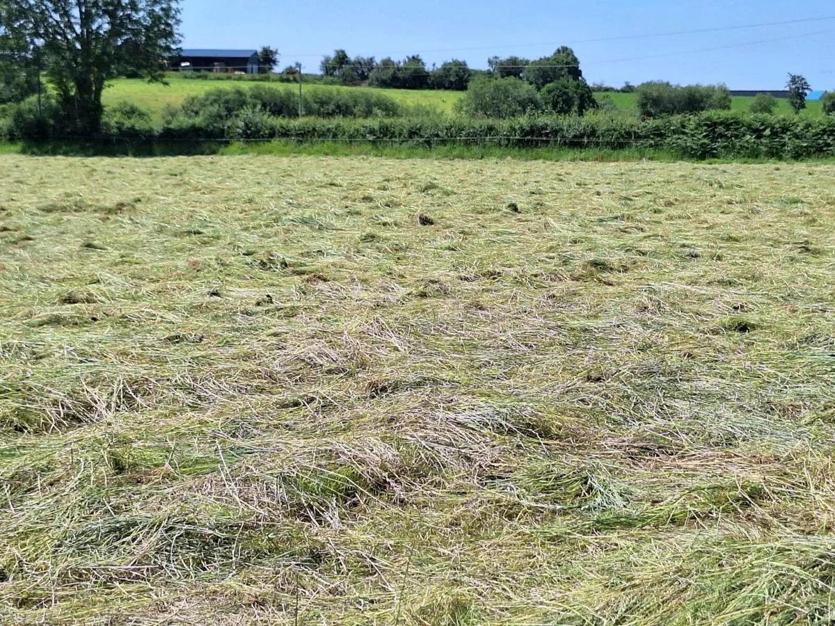 Hay and Silage - Image 2