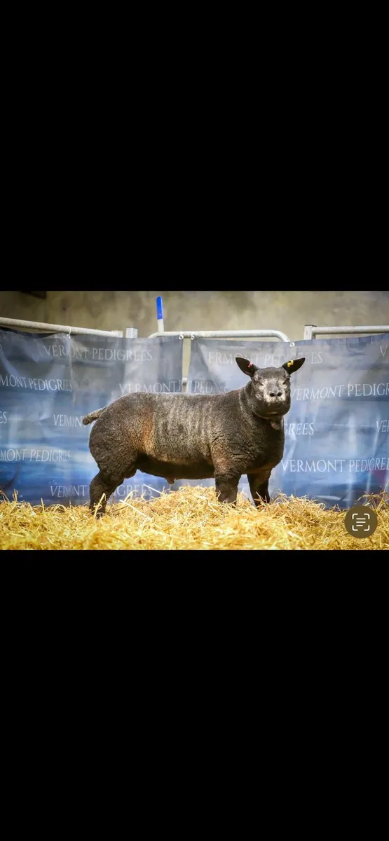 Badgerface blue texels gimmers - Image 1