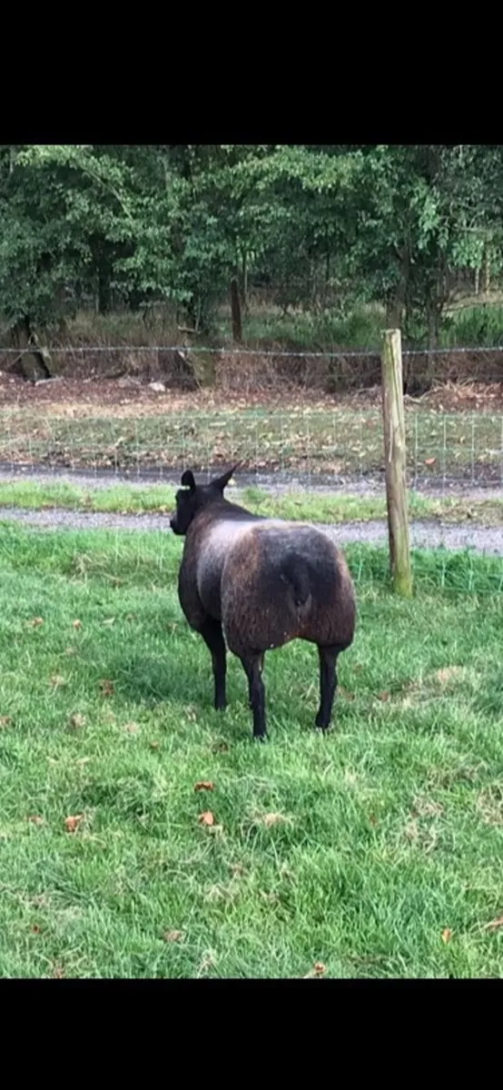 Badgerface blue texels gimmers - Image 3