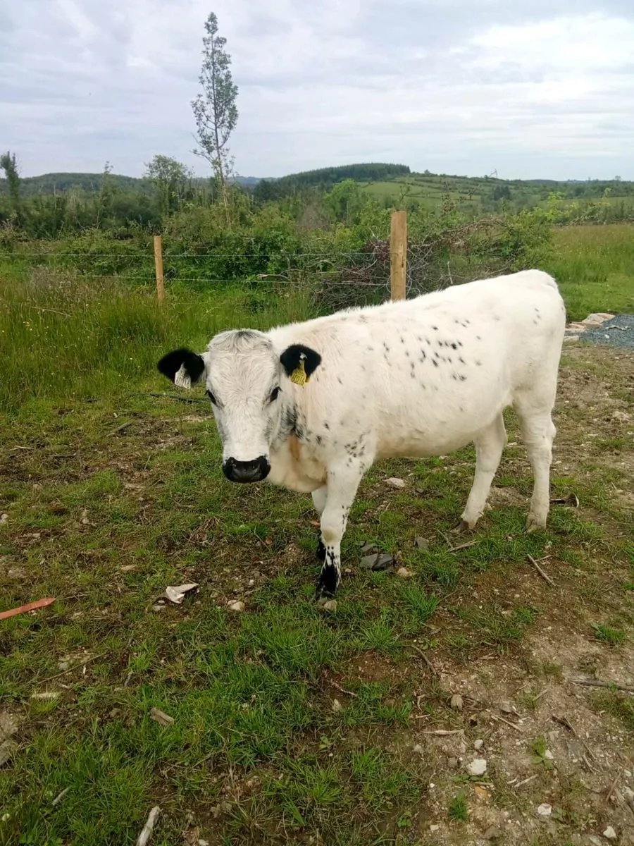 Cattle - Image 2