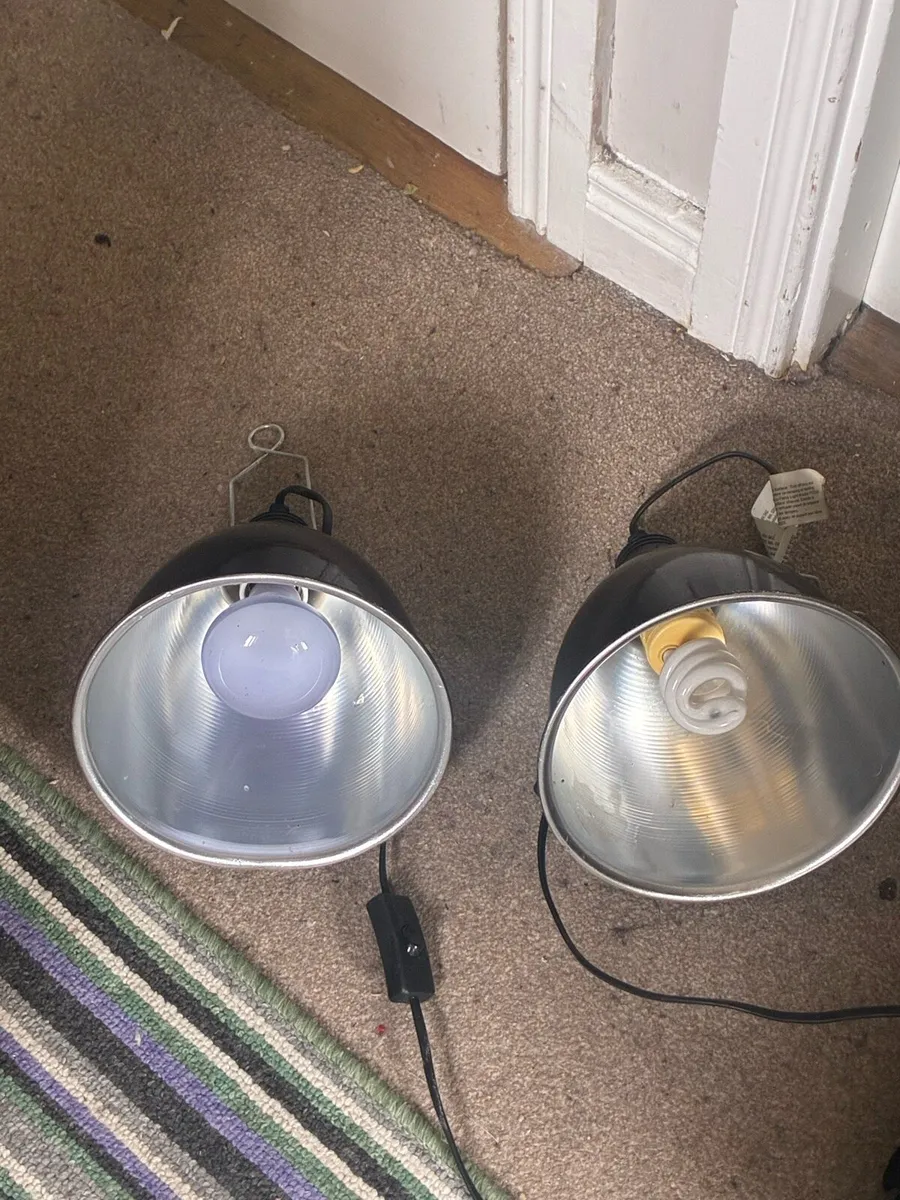 Two lambs tanks