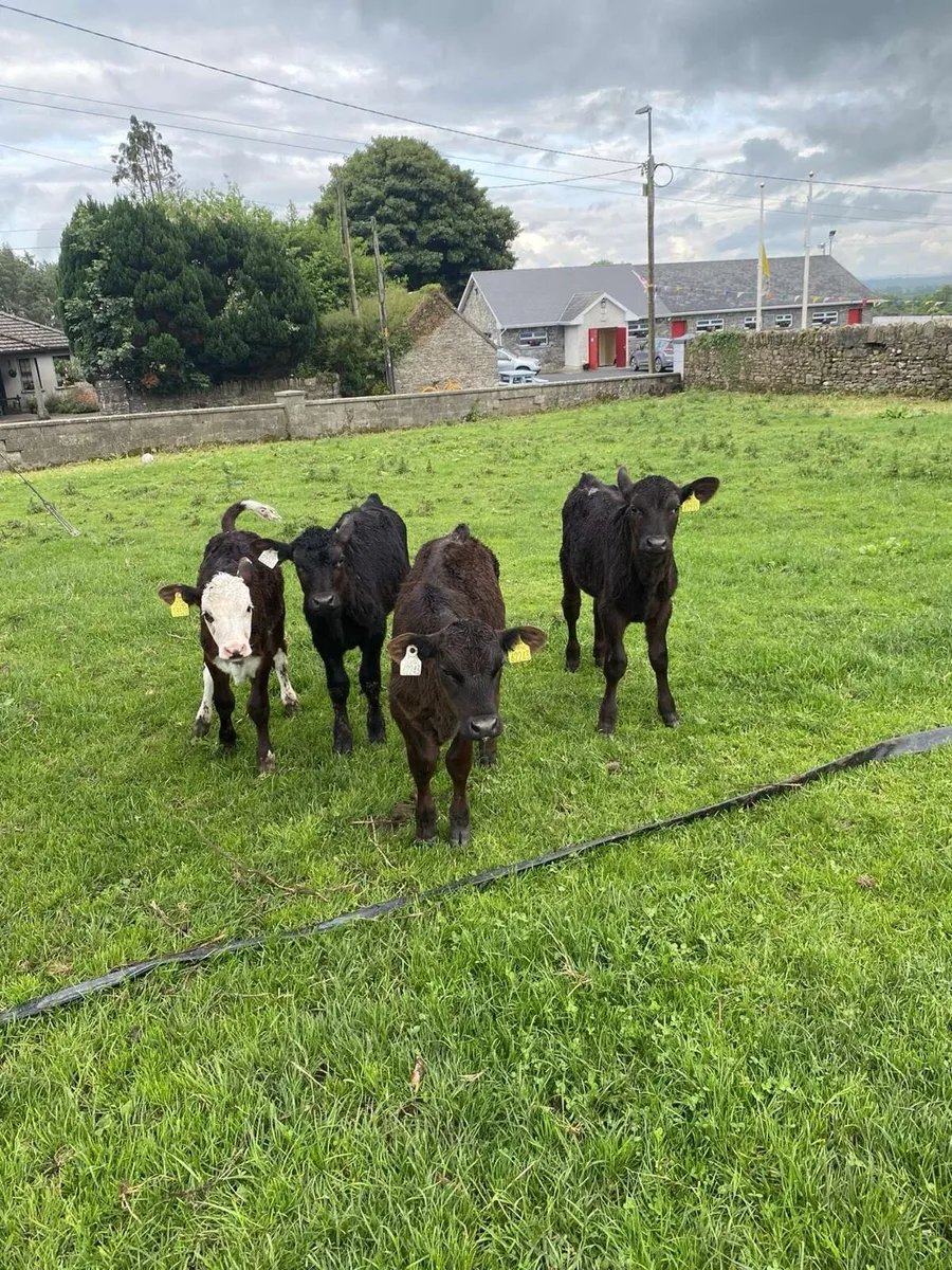 Reared calves - Image 1