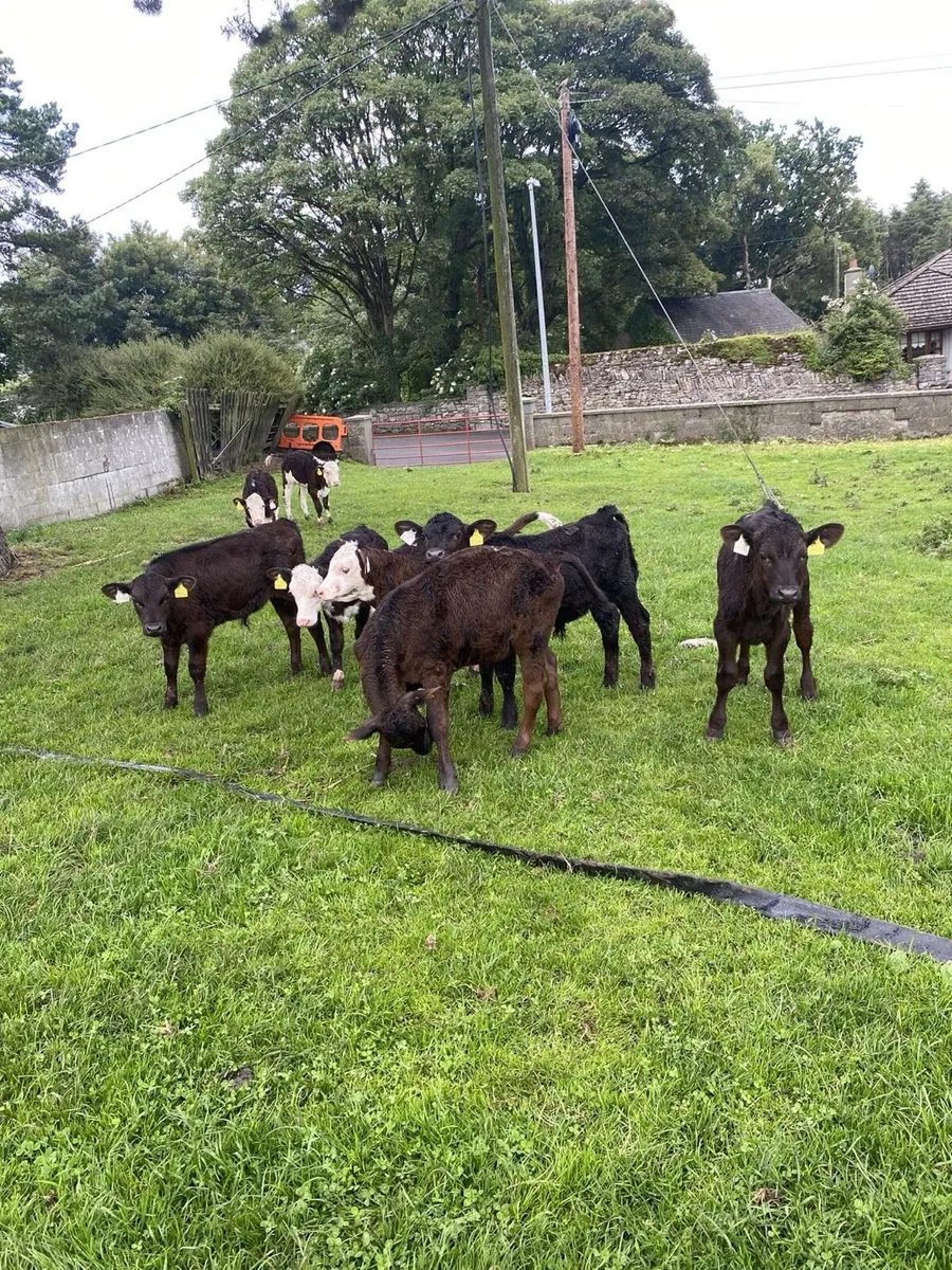 Reared calves - Image 2