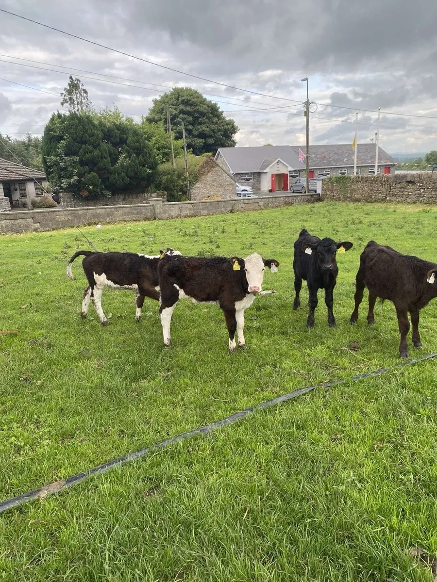 Reared calves - Image 3