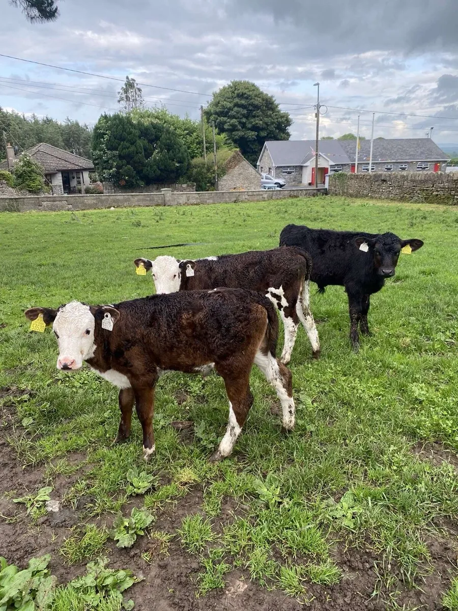 Reared calves - Image 4