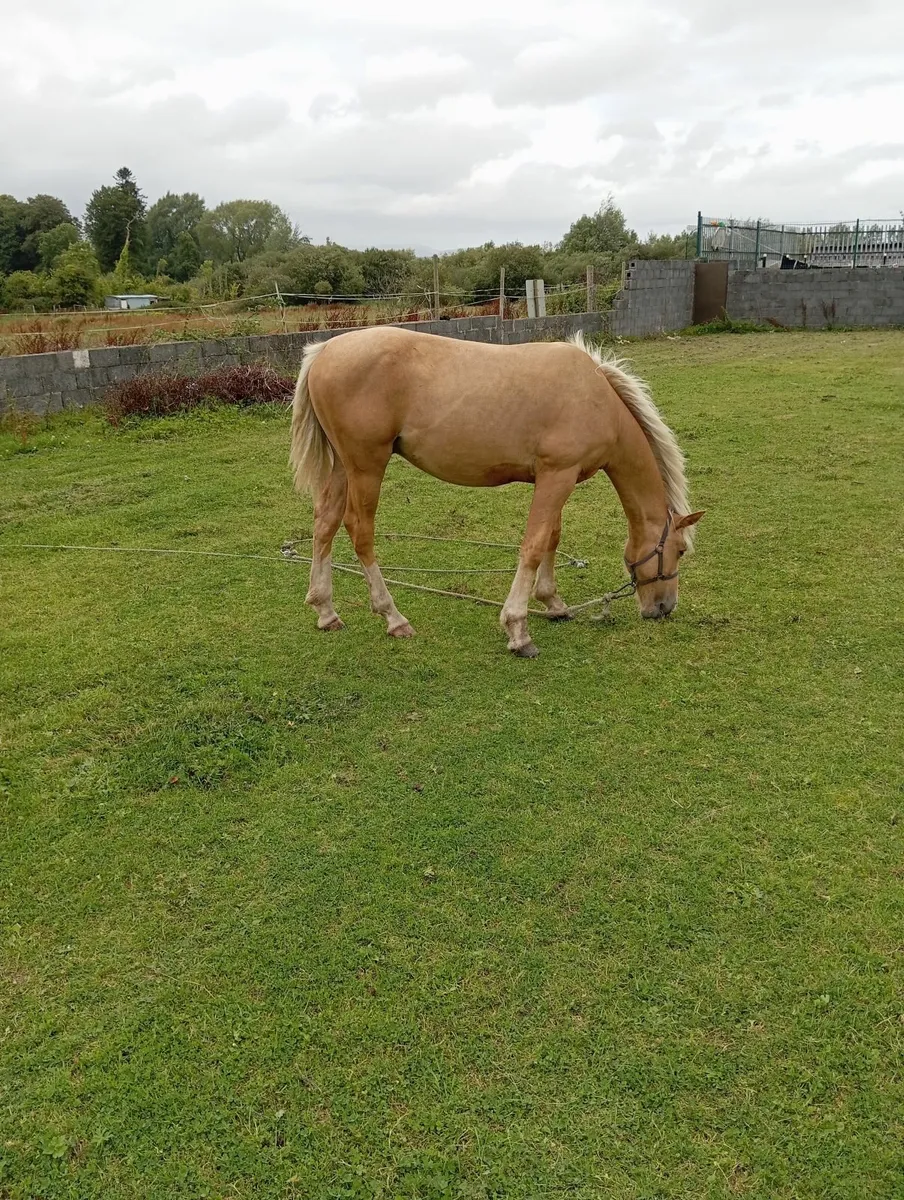 Chestnut filly - Image 2