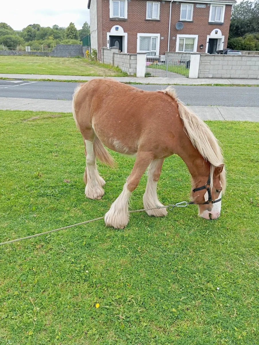 Chestnut filly - Image 3