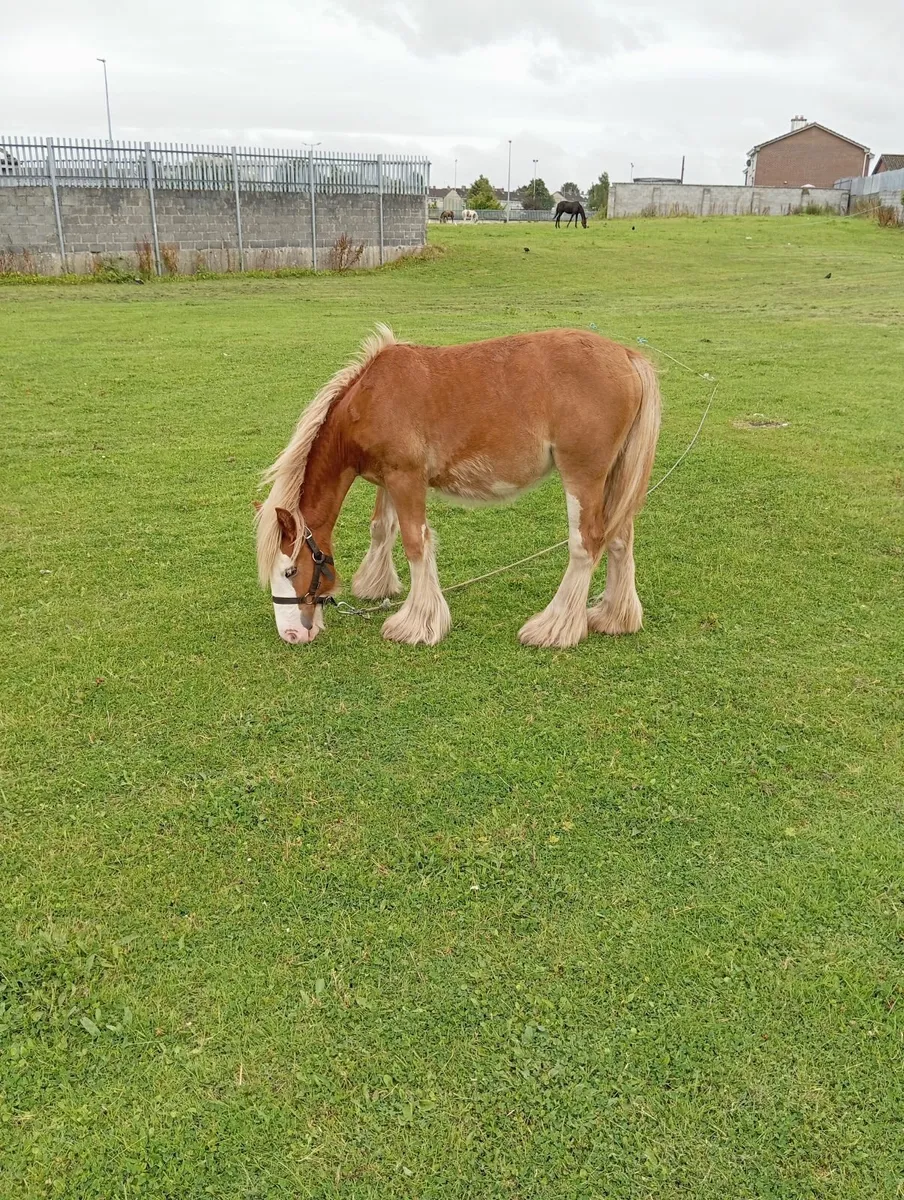 Chestnut filly - Image 4